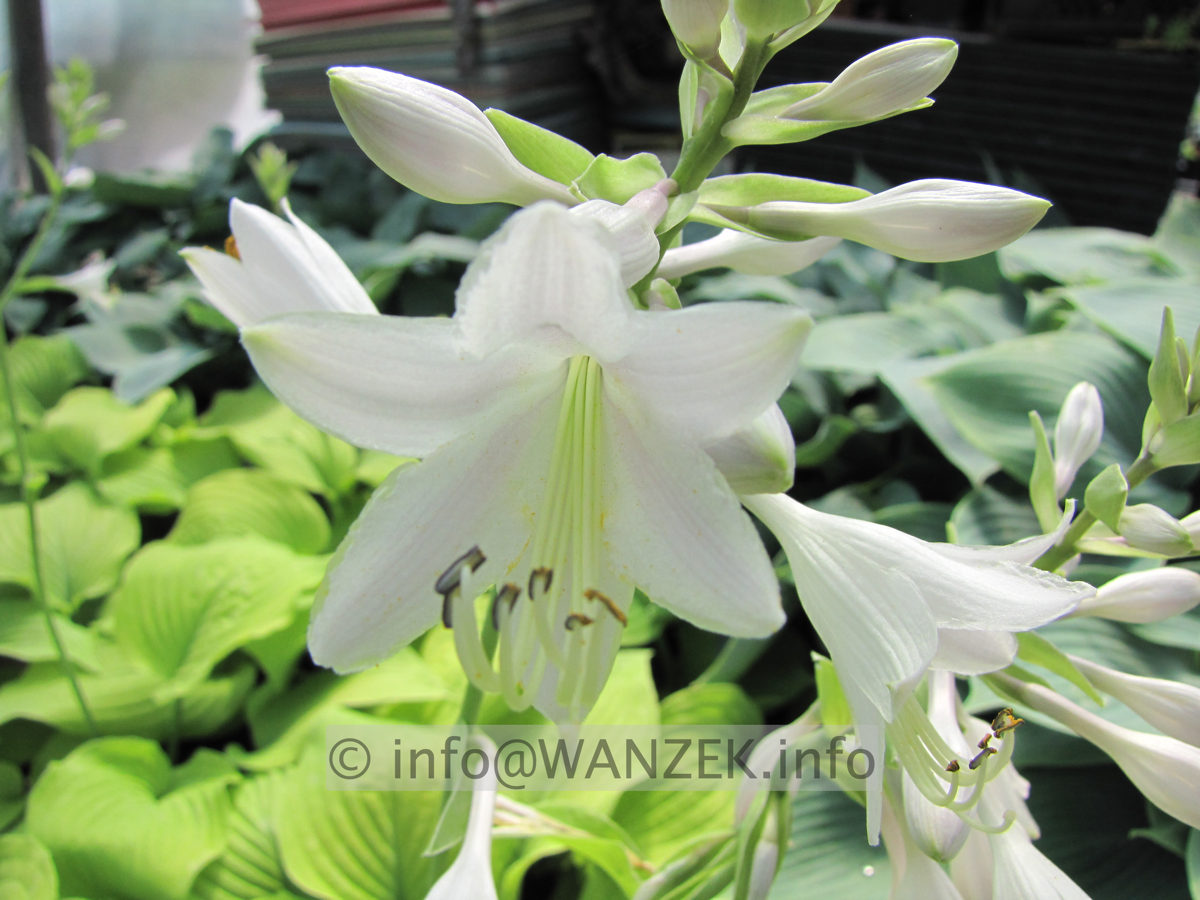 Hosta Hybride Piedmont Gold 05 MacroBluete 1.JPG